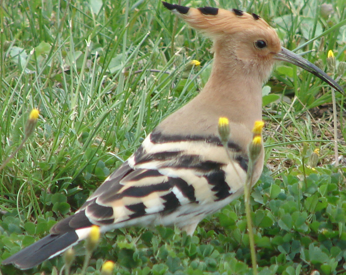 Upupa bird